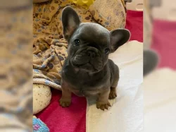 FRANCOUZSKÝ BULDOG - ŠTĚŇATA