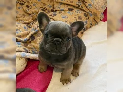 FRANCOUZSKÝ BULDOG - ŠTĚŇATA