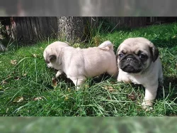 Mops štěňata v praze