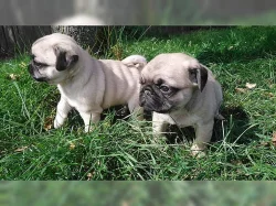 Mops štěňata v praze