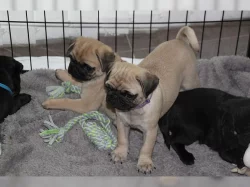 Mops štěňata v praze