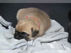 Mops štěňata v praze