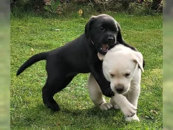 Žlutá štěňátka labradora s PP/Žlutá štěňátka labradora