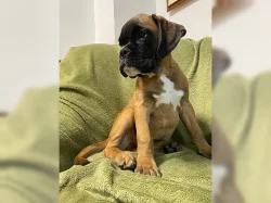 Boxer štěňátka/Boxer štěňátka