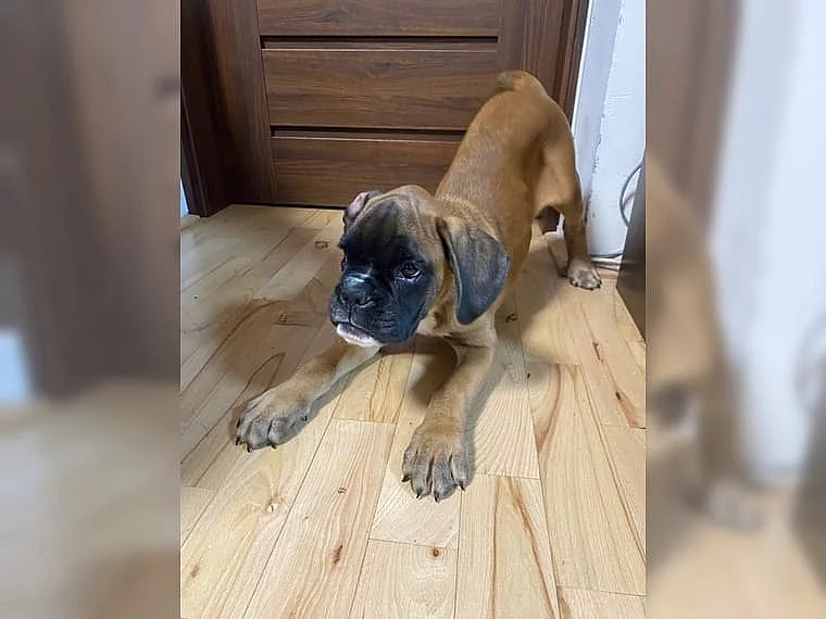 Boxer štěňátka/Boxer štěňátka