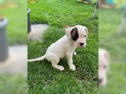 Boxer štěňátka/Boxer štěňátka