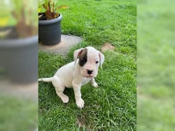Boxer štěňátka/Boxer štěňátka