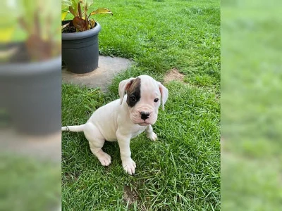 Boxer štěňátka/Boxer štěňátka