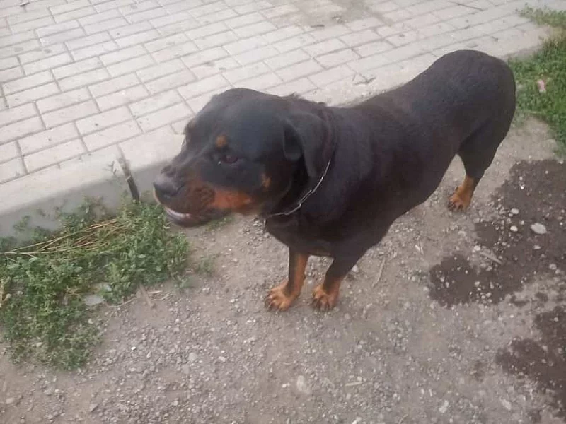 Rotvajler štěně