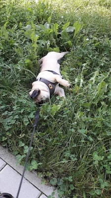 Prodám 8 měs. Mops