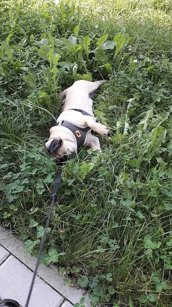 Prodám 8 měs. Mops