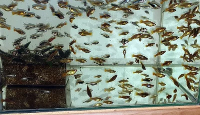 Akvarijní rybičky - platy, endlerky, neonky, dánia, parmičky