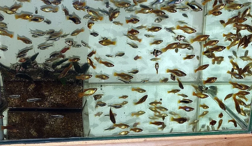 Akvarijní rybičky - platy, endlerky, neonky, dánia, parmičky