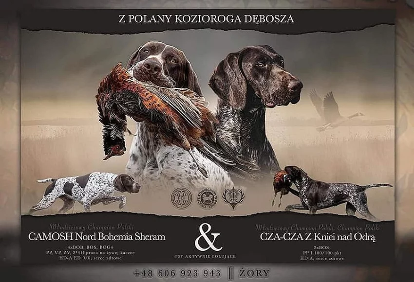NĚMECKÝ KRÁTKOSRSTÝ OHAŘ - štěňě