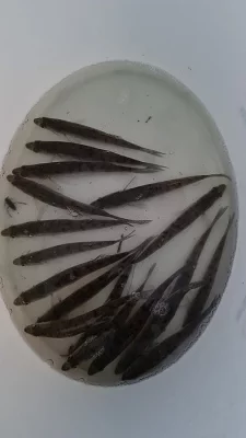 Prodám násadu candáta 13-16 cm