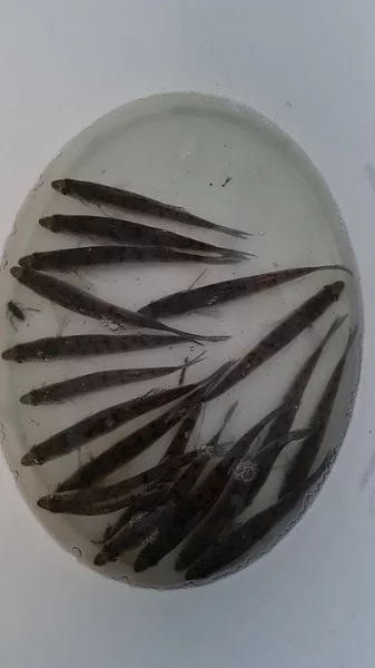 Prodám násadu candáta 13-16 cm