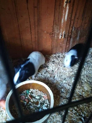 Zakrslý králíček,morčátko