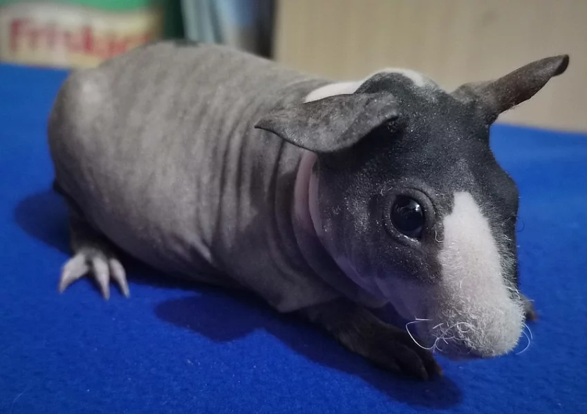 Prodám bezsrstá morčata