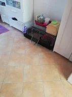 Minilop samička