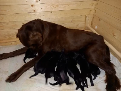 Štěňata Flat Coated Retriaver