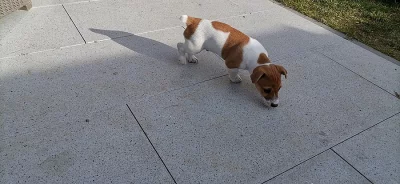 Štěňátka Jack Russell teriér ihned k odběru, bez PP