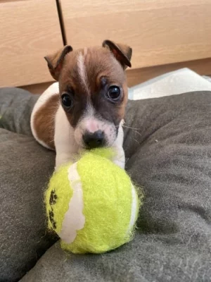Jack Russell Teriér