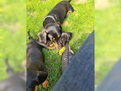 Jazvečík trpaslíči krátkosrstý (dachshund) Jazvečík