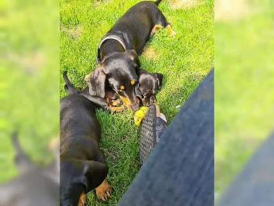Jazvečík trpaslíči krátkosrstý (dachshund) Jazvečík