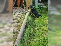Jazvečík trpaslíči krátkosrstý (dachshund) Jazvečík