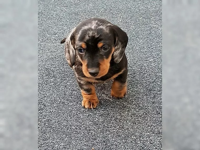 Jazvečík trpaslíči krátkosrstý (dachshund) Jazvečík