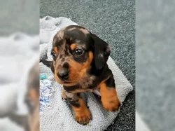 Jazvečík trpaslíči krátkosrstý (dachshund) Jazvečík