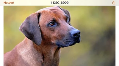 Štěně Rhodéského Ridgebacka s PP