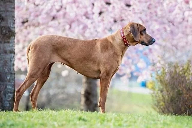 Štěně Rhodéského Ridgebacka s PP