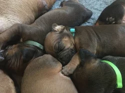 Štěně Rhodéského Ridgebacka s PP
