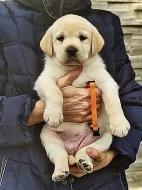 Labradorský retrívr