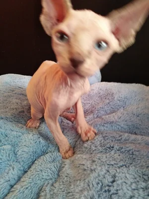 Kocourci sphynx