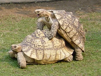 koupím suchozemskou ŽELVU PARDÁLÍ  (Stigmochelys pardalis)
