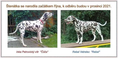 ChS. Petrovický vítr bere rezervace na štěňátka.