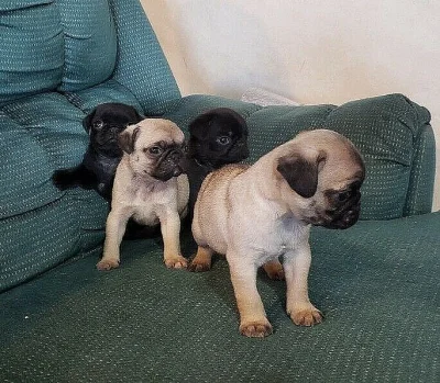 Mops štěňata