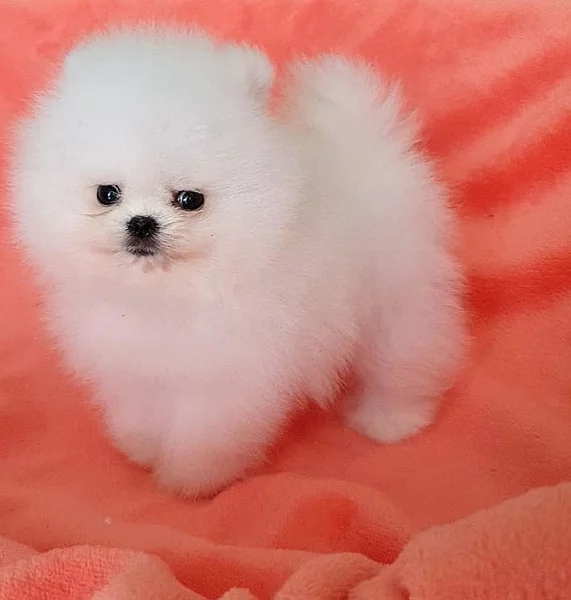 Pomeranian~Fenka štěně pomeraniana