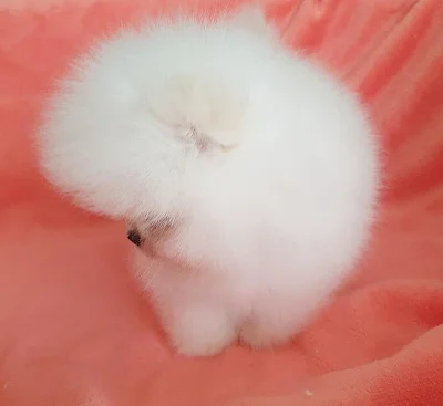 Pomeranian~Fenka štěně pomeraniana