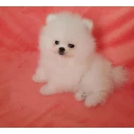 Pomeranian~Fenka štěně pomeraniana