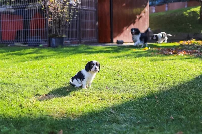 Štěňata Kavalír King Charles Španěl k odběru