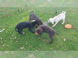 labradorský retrivr ~ štěnátko a psi