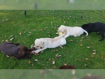 labradorský retrivr ~ štěnátko a štěnátek