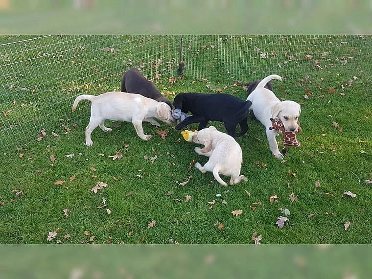 labradorský retrivr ~ štěnátko a štěnátek