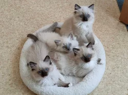 Ragdoll koťátka