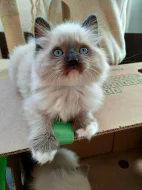Ragdoll koťátka