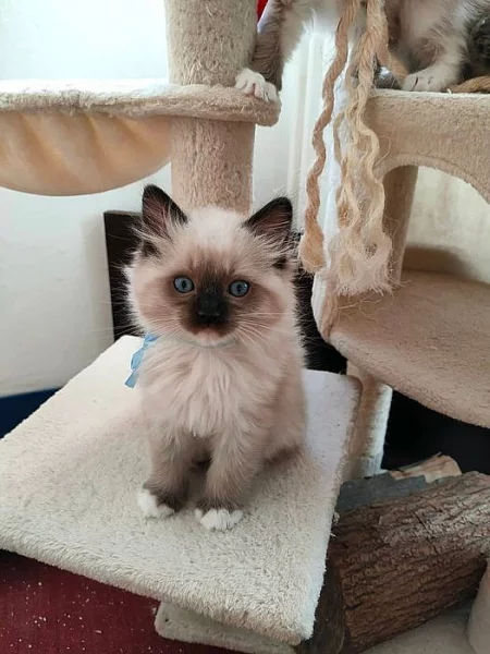 Ragdoll koťátka