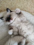 Ragdoll koťátka
